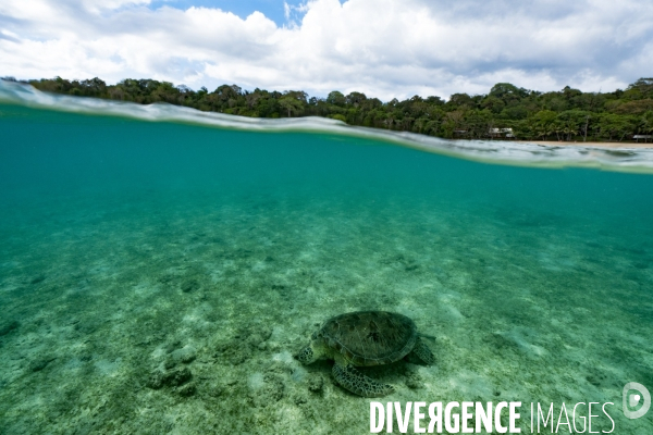 Une tortue verte se nourrit dans le lagon mahorais