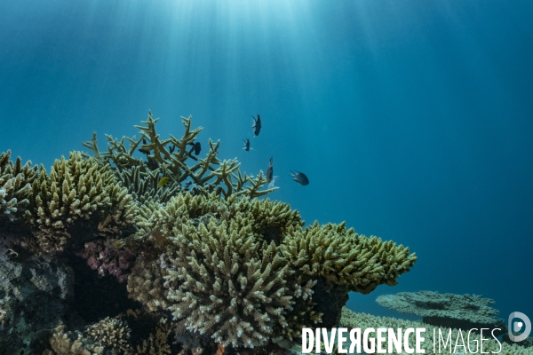 Coraux dans les eaux riches en biodiversité de Mayotte