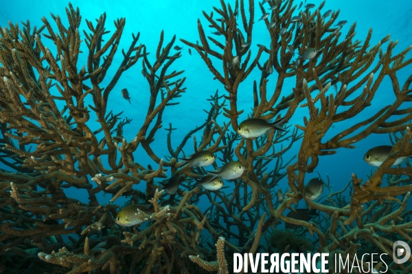 Des demoiselles dans un corail Acropora