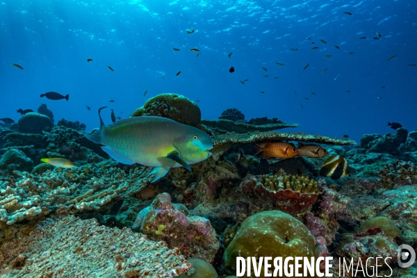 Poisson perroquet et récif corallien des Maldives