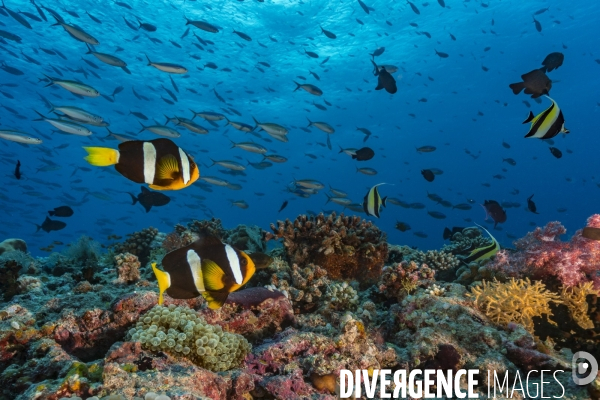 Poissons clown de Clark et récif corallien aux Maldives