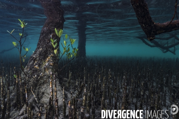 Les pneumatophores d un palétuvier dans la mangrove de Mayotte