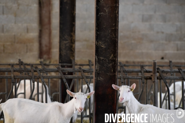 Chèvres. Production de fromages de Cabécou