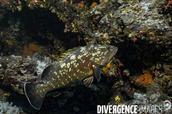 Mérou brun Epinephelus marginatus