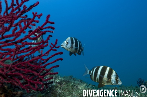 Sars tambour Diplodus cervinus
