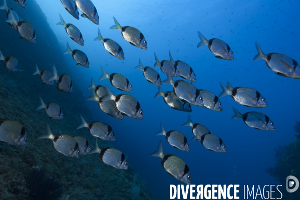 Banc de sars à tête noire (Diplodus vulgaris)