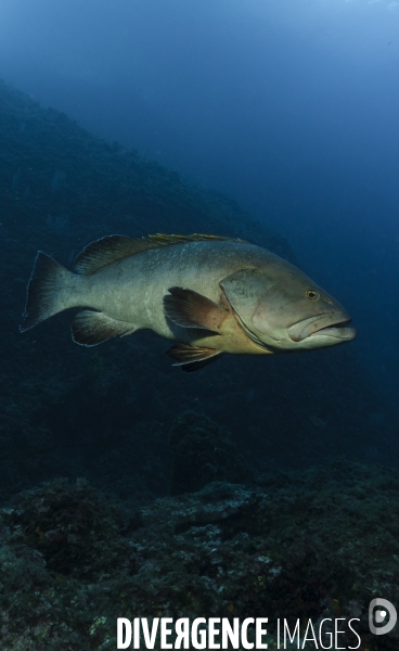 Mérou brun Epinephelus marginatus