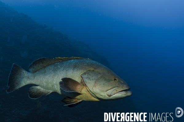 Mérou brun Epinephelus marginatus