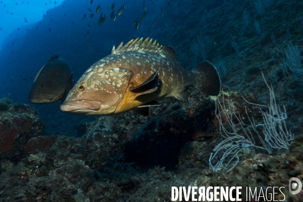 Mérou brun Epinephelus marginatus