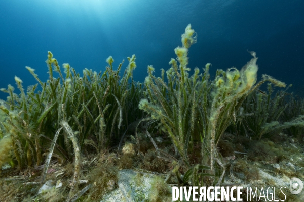 Herbier de posidonie recouvert d algues filamenteuses