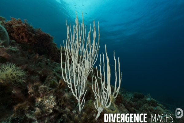 Des gorgones blanches commencent à être recouvertes par les algues filamenteuses