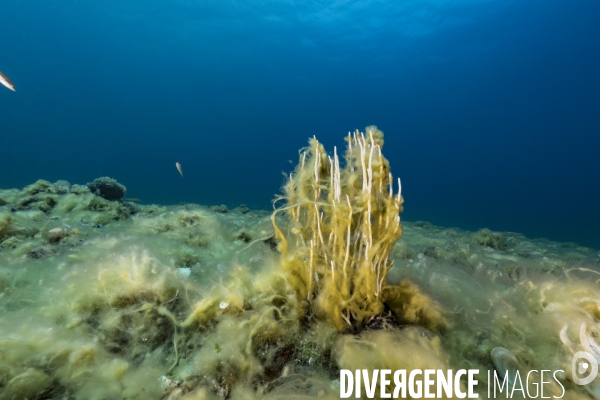 Fonds marins complètement recouverts par des algues filamenteuses