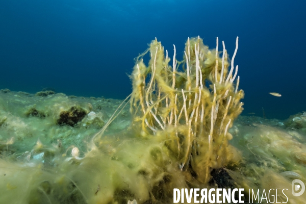 Fonds marins complètement recouverts par des algues filamenteuses