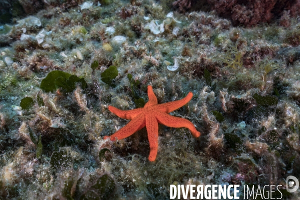 Une étoile de mer Echinaster sepositus rouge à six bras