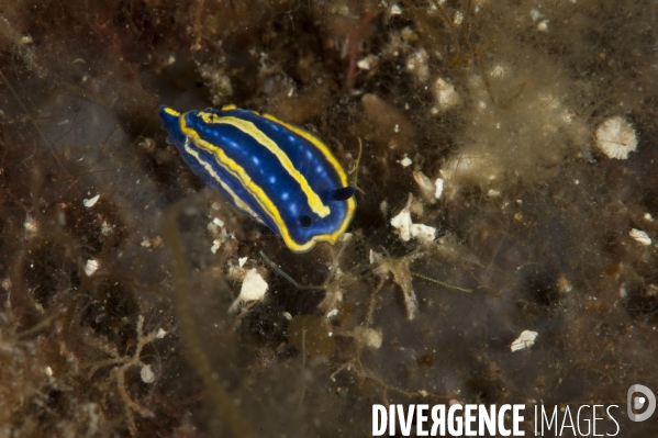 Nudibranche Felimare tricolor