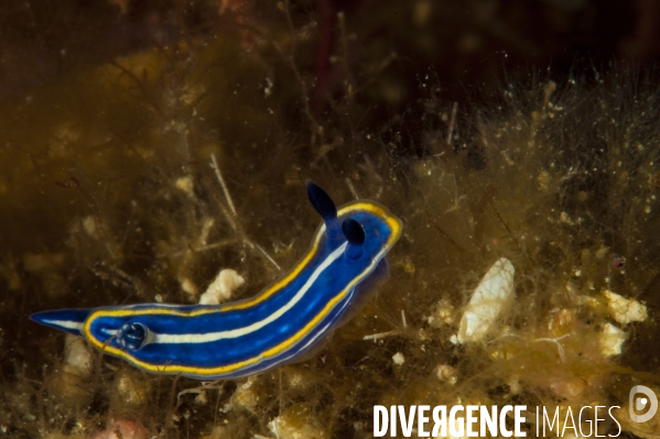 Nudibranche Felimare tricolor