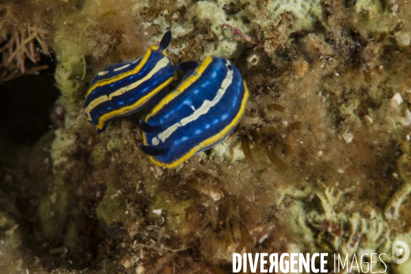 Couple de nudibranche Felimare tricolor