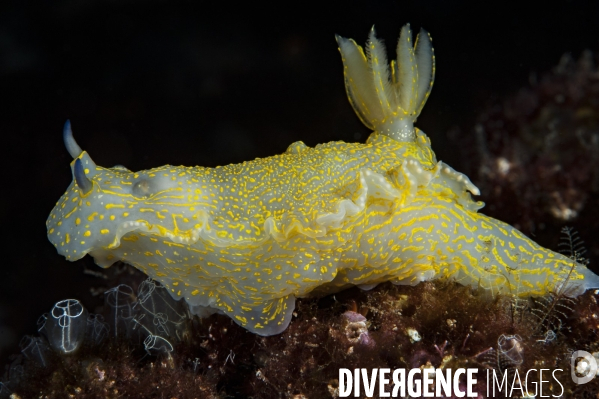 La Doris géante (Felimare picta)
