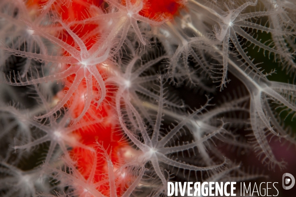 Polypes déployés du Corail rouge de Méditerranée