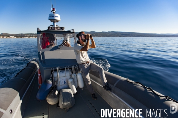 Observation des cétacés dans le Parc National des Calanques