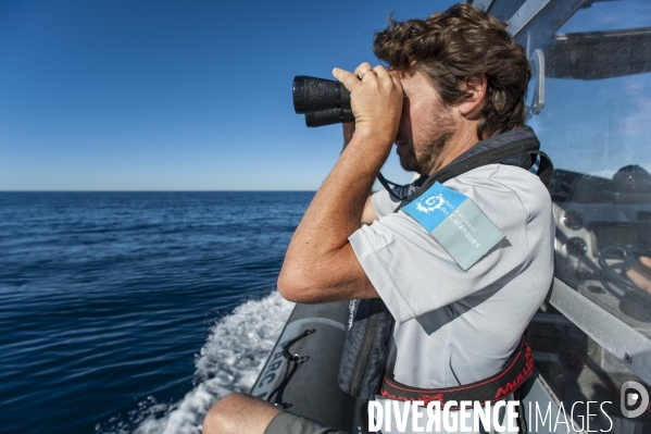 Observation des cétacés dans le Parc National des Calanques