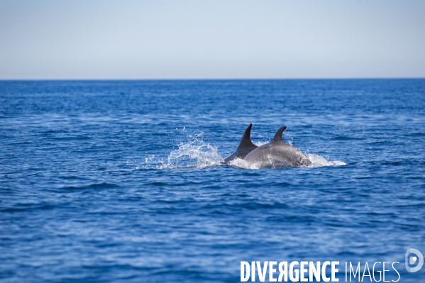 Dauphins à la surface dans le Parc National des Calanques