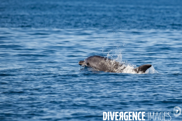 Grand dauphin (Tursiops truncatus) à la surface dans le Parc National des Calanques