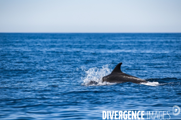 Grand dauphin (Tursiops truncatus) à la surface dans le Parc National des Calanques