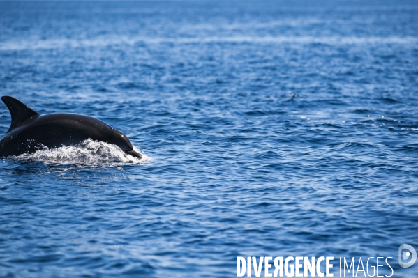 Grand dauphin (Tursiops truncatus) à la surface dans le Parc National des Calanques