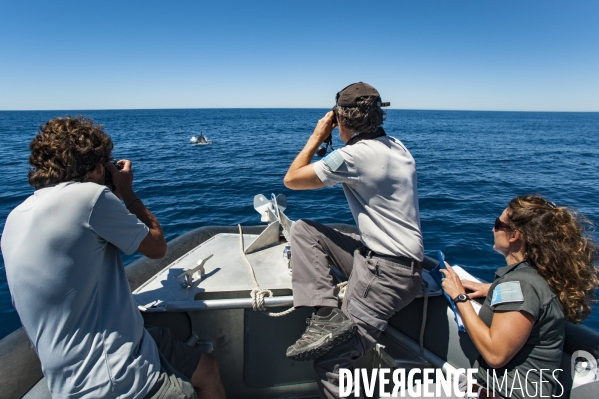 Observation des dauphins dans le Parc National des Calanques