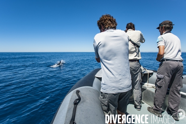 Observation des dauphins dans le Parc National des Calanques