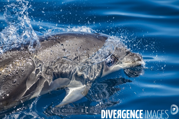 Grand dauphin (Tursiops truncatus) à la surface dans le Parc National des Calanques