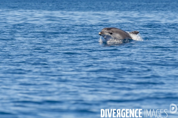 Grand dauphin (Tursiops truncatus) à la surface dans le Parc National des Calanques