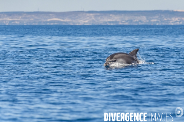 Grand dauphin (Tursiops truncatus) à la surface dans le Parc National des Calanques