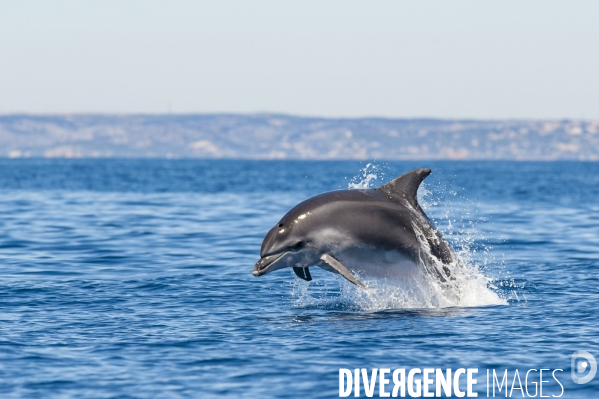 Grand dauphin (Tursiops truncatus) à la surface dans le Parc National des Calanques