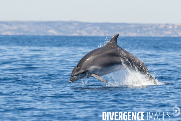 Grand dauphin (Tursiops truncatus) à la surface dans le Parc National des Calanques