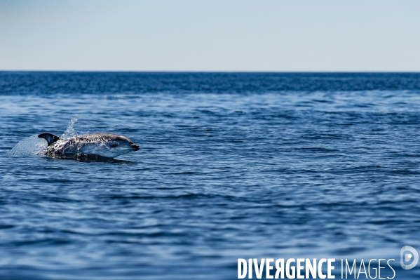 Grand dauphin (Tursiops truncatus) à la surface dans le Parc National des Calanques