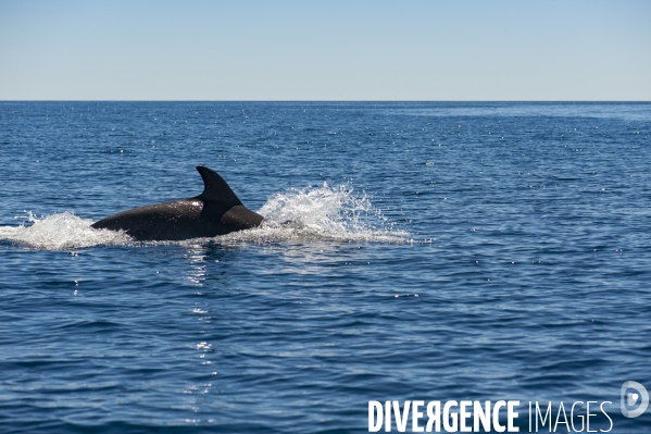 Aileron de grand dauphin Tursiops truncatus