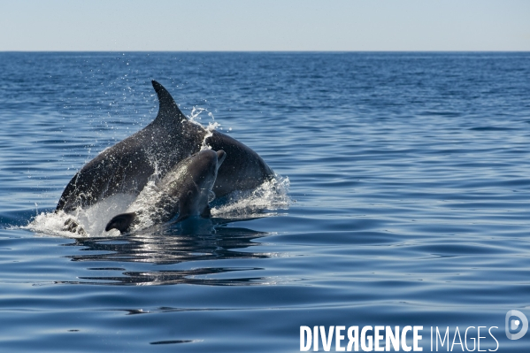 Grand dauphin (Tursiops truncatus) et son petit dans le Parc National des Calanques