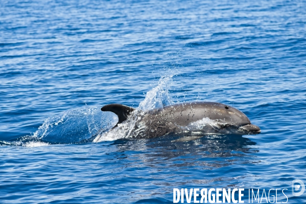 Grand dauphin (Tursiops truncatus) à la surface dans le Parc National des Calanques