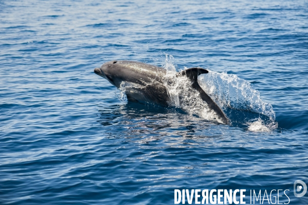 Grand dauphin (Tursiops truncatus) à la surface dans le Parc National des Calanques