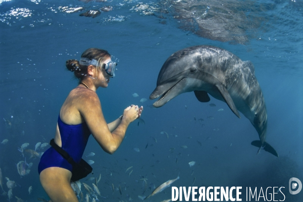 Soigneur animalier et dauphin à Moorea