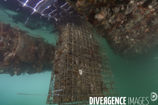 Hutte de biodiversité dans le port de Nador au maroc