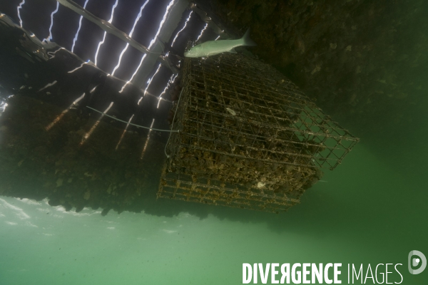 Hutte de biodiversité dans le port de Nador au maroc