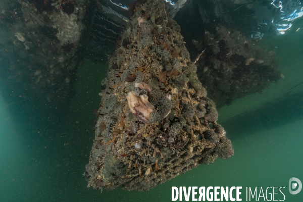 Hutte de biodiversité dans le port de Nador au maroc