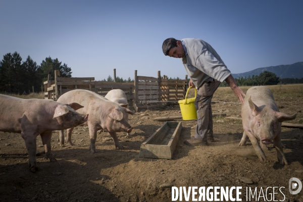 Les cochons d en Haut