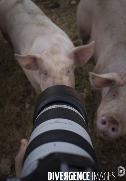 Les cochons d en Haut