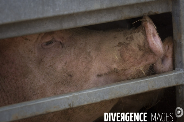 Les cochons d en Haut
