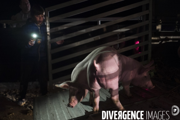 Les cochons d en Haut
