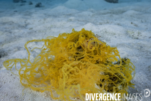 Ponte de nudibranches Gymnodoris ceylonica sur un récif corallien